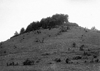 popju