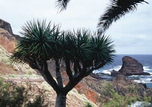 Bermejo Rocks Roque Bermejo Anaga Mountains Tenerife Canary Islands Spain