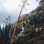 Agave Cumbres de Baracan Teno Mountains Tenerife Canary Islands Spain